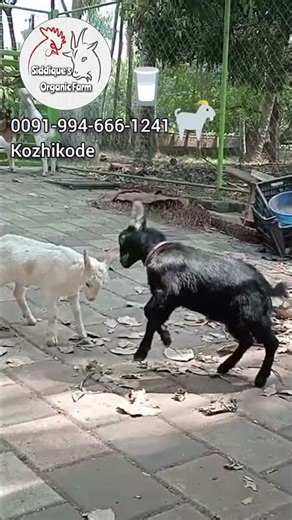 Canadian Pygmy Lambs | Smallest Goats | Home Breed | Siddique's Organic Farm | 0091 994 666 1241