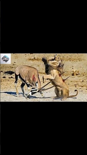 “Most Intense Animal Battle! Lion vs Oryx in the Desert”
