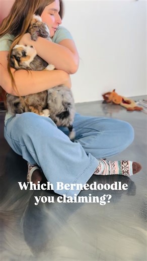 Which Micro Bernedoodle are you claiming? _ _ _ _ #microbernedoodle #microbernedoodles #bernedoodlepuppy #bernedoodlesofinstgram #bernedoodlepuppy | Down Home Doodles