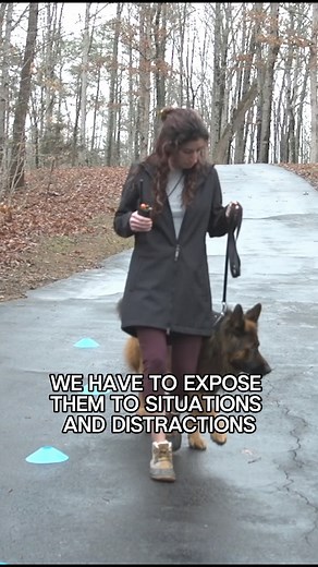 Simply exposing your dog to distractions isn’t enough. Many owners wait, hoping their dog will “figure it out” but true desensitization takes guidance. You have to show your dog what to do, help them through it, and teach them how to stay calm in the process. Exposure guidance calm = real confidence. #dogtrainingtips #reactivedog #dogbehavior #dogdesensitization #dogtrainingjourney #calmdog | Intelligent K9 Dog Training