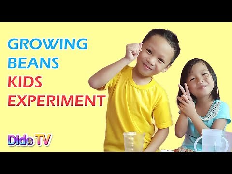 Growing a Bean Plant - Fun Kids Science Experiment
