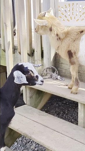 Nigerian dwarf goat and Nubian goat - An adorable couple!!