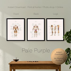3x Muscle Anatomy Poster Series A3 - Pale Purple - Etsy