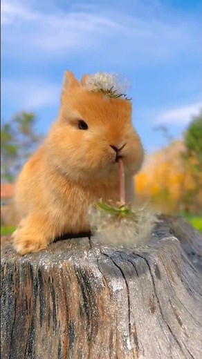 Baby Bunny Eating Fruits 🍓🐰 | Cutest Bunny Short Ever!”