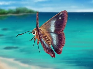 【PBS.Eons】蝙蝠？蜜蜂？是谁为美好的世界带来蝴蝶(Season6 Episode9)