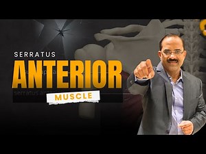 Master the Serratus Anterior Muscle: Full Anatomy, Actions & Winged Scapula Explained