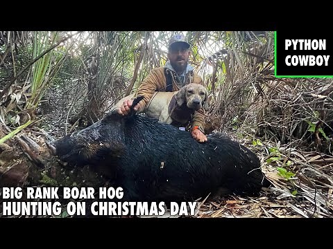 Hunting A Big Rank Boar Hog On Christmas Day In South Florida