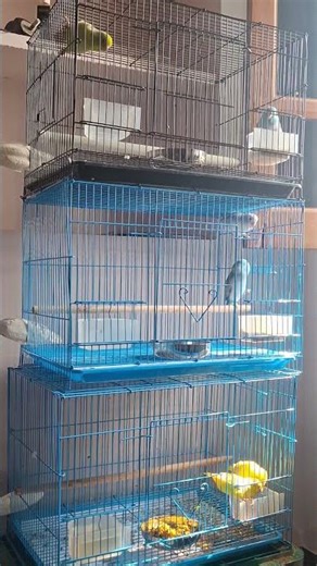 parrotlets enjoying mrng sunbath #forpus # Pacific parrotlet#birds #pets #lovebirds #babyanimals