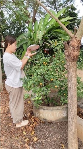 An idea for shooting a slow-motion video of water flowing onto an orange tree using a dish.