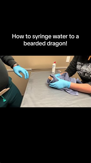 Have a bearded dragon that is a stubburn drinker? Or has never drank any water that youvr known? Here is a great technique to get your bearded dragon to drink water and stay hydrated! Just once a week can help benefit the hydration of your bearded dragon. #thelizarddoctor #reptile #lizards #reptiles #hydration #syringe #water #drinking #viral #beardeddragon #beardeddragonsoftiktok #vet #veterinarian #exoticvet