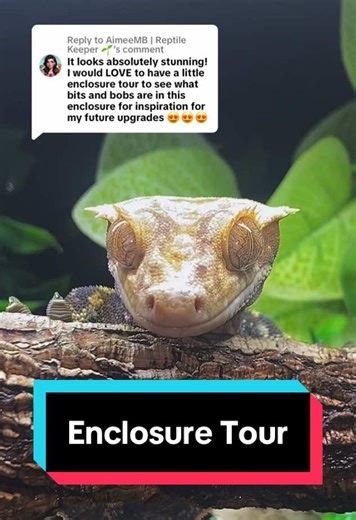 Crested Gecko Hybrid Bioactive Enclosure Tour