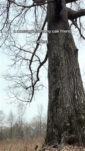 🔮#oaktree #druid #wisdom #treewisdom #spirituality #witch #forestwitch #forest