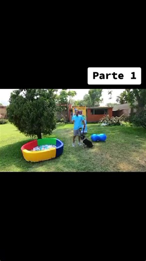Juegos Cognitivos para Perros: Mejora su Bienestar