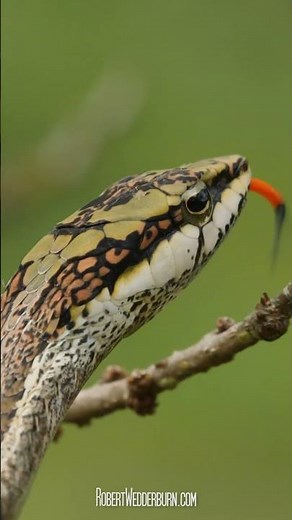 Meet the Snake That Blends Into Trees!