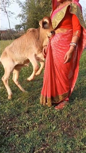 मेरे मोहन को देखकर तो यही लगता है जैसे #cow #animals #indiancow #cowcowcow #farming #funny #gaumata