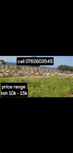 118 shares | Quick sale!! Hundred of goats on sale . price range ksh 10000- 15000 .make your order today call/watsup 0762603545 for purchase. | Gichuka farm | Facebook