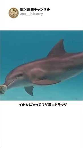 野生とは思えないイルカの姿#動物おもしろ#動物の世界#野生とは#視覚バグ#一瞬で理解