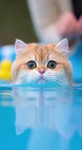 This kitten is learning swimming...for the first splash joy #kitten #swimming #pets