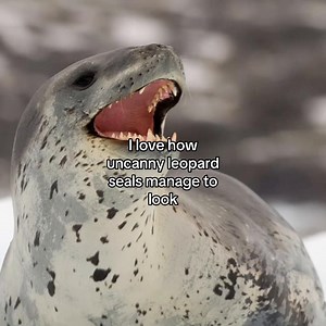 The Life of Penguins and Their Predator, the Leopard Seal