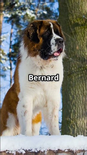 Top 5 Big Dog Breeds Explained!