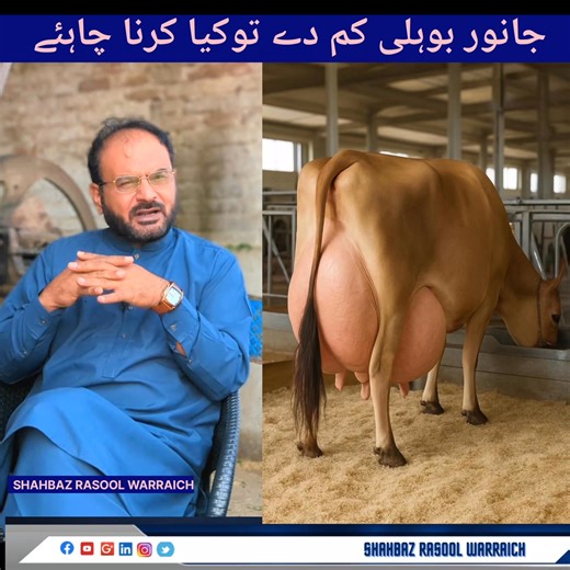 Colostrum is the first and most important milk a calf receives after birth. But sometimes, a cow produces very low colostrum after delivery. In this video, we explain the possible reasons, quick solutions, and proper feeding methods to protect your newborn calf. 👉 What you will learn: • Why colostrum may be low after calving • How to check colostrum quality • Immediate steps to boost colostrum production • Desi and veterinary solutions • Alternative colostrum options for calves • How to save a 