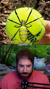 9.5K views · 137 reactions | Giant venomous flying spiders with 4-inch legs to invade the New York area in 2024 as they spread across East Coast, experts say | Hard Factor | Facebook