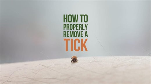 9.6K views · 40 reactions | If you find a tick on yourself, your pet or your loved ones then follow these important steps on how to properly remove a tick: - use clean, fine-point tweezers to grasp the head as close to the skin as possible and slowly pull straight out - try not to twist or squeeze the tick - wash the bite area with soap and water or an alcohol-based sanitizer Learn more: https://ow.ly/VLY150VPsfy | Healthy Canadians | Facebook