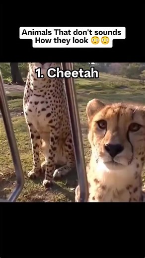 Animals that sound different than you expect > Many animals sound surprisingly different from their appearance, like cheetahs that chirp like birds, koalas making deep grunts, bald eagles sounding like chirpy songbirds (not the movie screech, which is a hawk), and red foxes that scream like humans, while frogs and peacocks can have demonic-sounding calls, and lyrebirds perfectly mimic chainsaws and alarms, showcasing nature's unexpected vocal diversity. | The wonderful world of animals