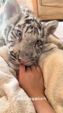 给你介绍10只网红动物。 #animals #神奇动物在哪里