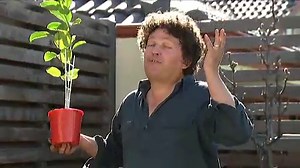 Passionfruit 101 - Gardening Australia