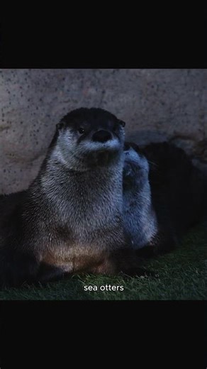 The Otter: The Cutest Thief of the River 🦦