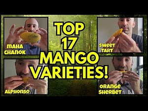 Ranking All 17 Mango Varieties I have Tried!