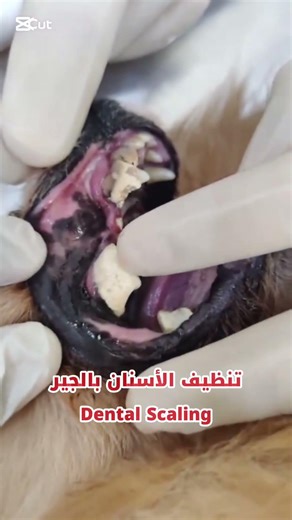 Dental Scaling in dogs