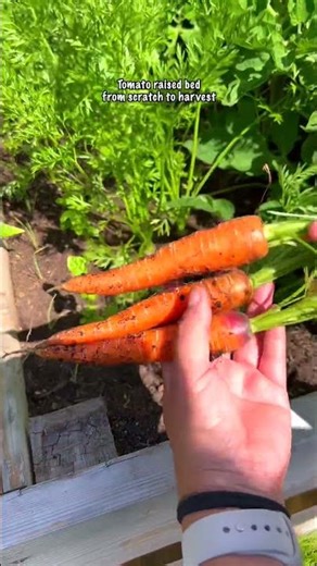 I started building this tomato raised bed from scratch by myself.
