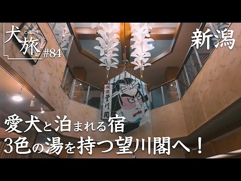 【望川閣｜新潟】愛犬と泊まれる緑色の湯を持つ源泉掛け流しの隠れ秘湯へ