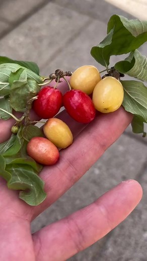 1.8K views · 25 reactions | The jam berry tree 沈 I believe theyre called Hollyleaf red berries #howtowithjessie | Growithjessie | Facebook