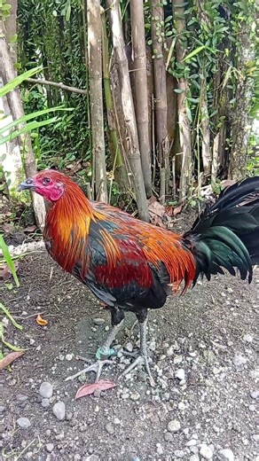 melsims hatch kelso 4 months old winning line #games #rooster #gamefowl #shorts #viral #video #trend