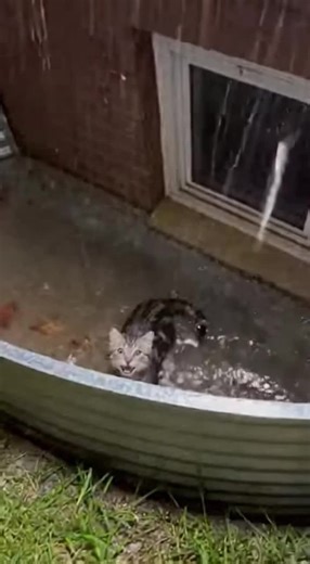 Rescue Animals: Heartwarming Stories of Hope