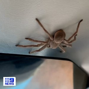 Afraid of flying and spiders? This might be your worst nightmare... A giant huntsman dropped on top of a panicked pilot, as the small plane was landing at a Northern Territory airfield. STORY: http://9Soci.al/tU8a30rKWwv #9News | Nightly at 6.00pm | 9 News