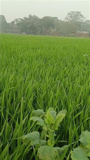 Early Stage Wheat Crop 🌾 | Green Field View”#WheatFarming#WheatPlant#YoungWheat#FarmLife#VillageLife