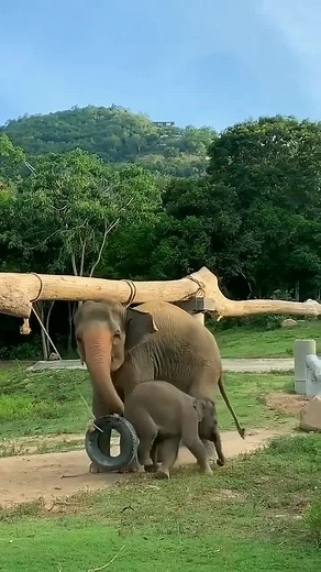 Nothing is more precious than mother's love! | Rumble