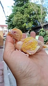 🦜 BEAUTY OF LUTINO ALBS 1 | Dan's Aviary ATBP