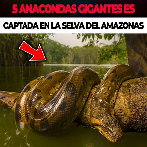 5 Anacondas Gigantes es Captada en la Selva del Amazonas | Historias y Misterios.