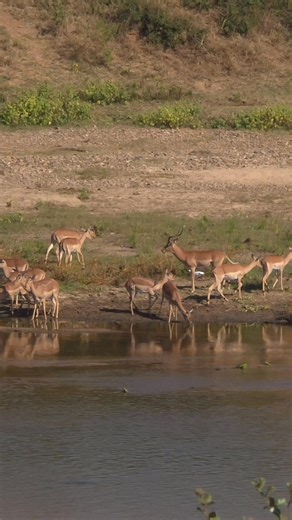 9.4K views · 73 reactions | Impala herd at Crocodile River | Latest Wildlife Sightings | Facebook
