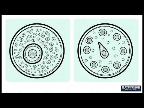 Human Reproduction Chapter 2 Biology Class 12 CBSE Board