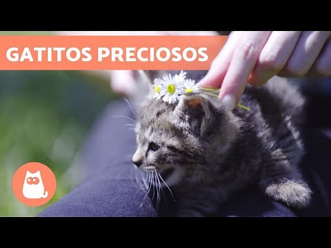 Los mejores VÍDEOS de GATOS BEBÉS jugando 😹