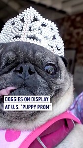 95K views · 31 reactions | A ‘Puppy Prom’ has taken place in the U.S. with pooches dressed to impress in dazzling outfits. They take part in a catwalk display then the king, queen, prince and princess of the prom are crowned. Sir Fritzle von Vicious was crowned king and the queen title went to Dazzling Sparkle. #dogs #puppies #puppyprom #prom #US #SanDiego | CGTNEurope | Facebook