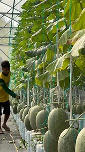 2.2M views · 10K reactions | Panen melon sweethami dengan kecepatan supersonik  #farming #melon #greenhouse #fertigation | Widiana | Facebook