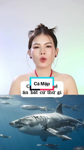 Bí ẩn về cá mập: Sự thật ít biết