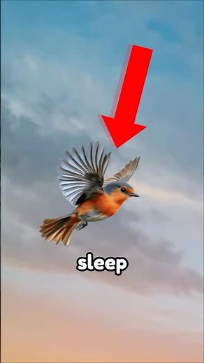 How Birds Sleep While Flying